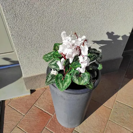 Attic House Mountain Iseo Hospitality Apartment *