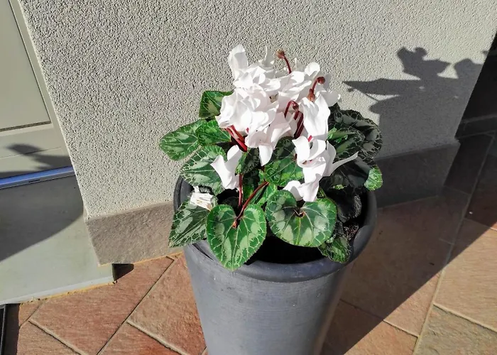 Attic House Mountain Iseo Hospitality דירה *